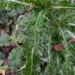 Sonchus asper Blatt