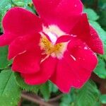 Rosa pendulina 花