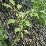 Cinnamomum camphora Likasa