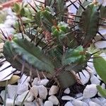 Euphorbia heptagonaLeaf