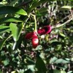 Artabotrys madagascariensis Fruitua