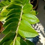 Zamioculcas zamiifolia Blatt
