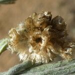 Pseudognaphalium luteoalbum Fruit