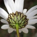 Leucanthemum graminifolium Blüte