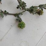 Medicago rigidula Mbuma