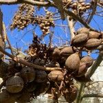 Paulownia tomentosa Steud.Кора