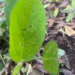 Urtica massaica Leaf