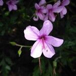 Geranium maderense Flower