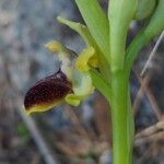 Ophrys passionis 花