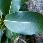 Pichonia balansana 葉