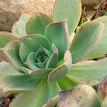 Aeonium valverdense 葉