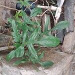 Philodendron pedatum Лист