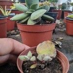 Adromischus liebenbergii Leaf