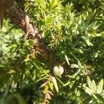 Juniperus macrocarpa Leaf