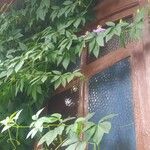 Passiflora cincinnata Лист