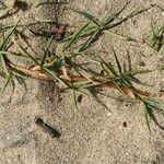 Paspalum vaginatum Leaf