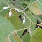 Dendrolobium umbellatum Flor