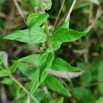 Scutellaria galericulata Hostoa