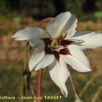 Gladiolus callianthus Virág