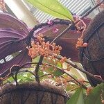 Medinilla rubicunda Flor