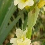 Sisyrinchium striatum Flower