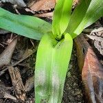 Chloraea membranacea Leaf