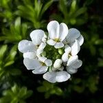 Iberis linifolia Flower