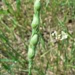Aegilops ventricosa Ekosanga