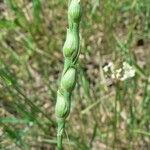 Aegilops ventricosa Escorça