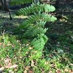 Dryopteris dilatata Blad