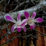 Dendrobium victoriae-reginae Blodyn