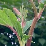 Sanguisorba officinalis বাকল