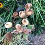 Helichrysum foetidum Frugt