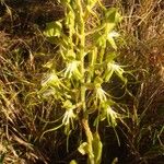 Habenaria helicoplectrum Λουλούδι