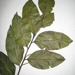 Agonandra silvatica Frunză