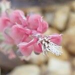 Gasteria obliqua Flower