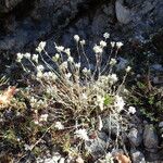 Arenaria aggregata Hábito