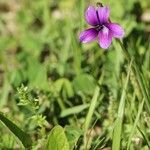 Viola mandshurica Blüte