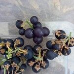 Solanum americanum Fruto