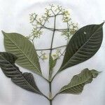 Psychotria marginata Egyéb