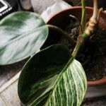 Calathea sanderiana Hoja