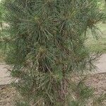 Pinus rigida عادت