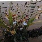 Encyclia tampensis Flower