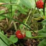 Fragaria vescaFruit