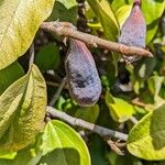 Ficus assamica Fruit