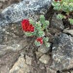 Rhodiola integrifolia Floare