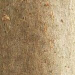 Alberta magna Bark