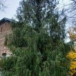 Cupressus pendula Habitus