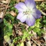 Nemophila phacelioides Цвят