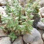 Teucrium scordium Fula